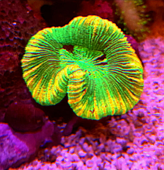 WYSIWYG ULTRA Wellso - Shipwreck Cove Corals