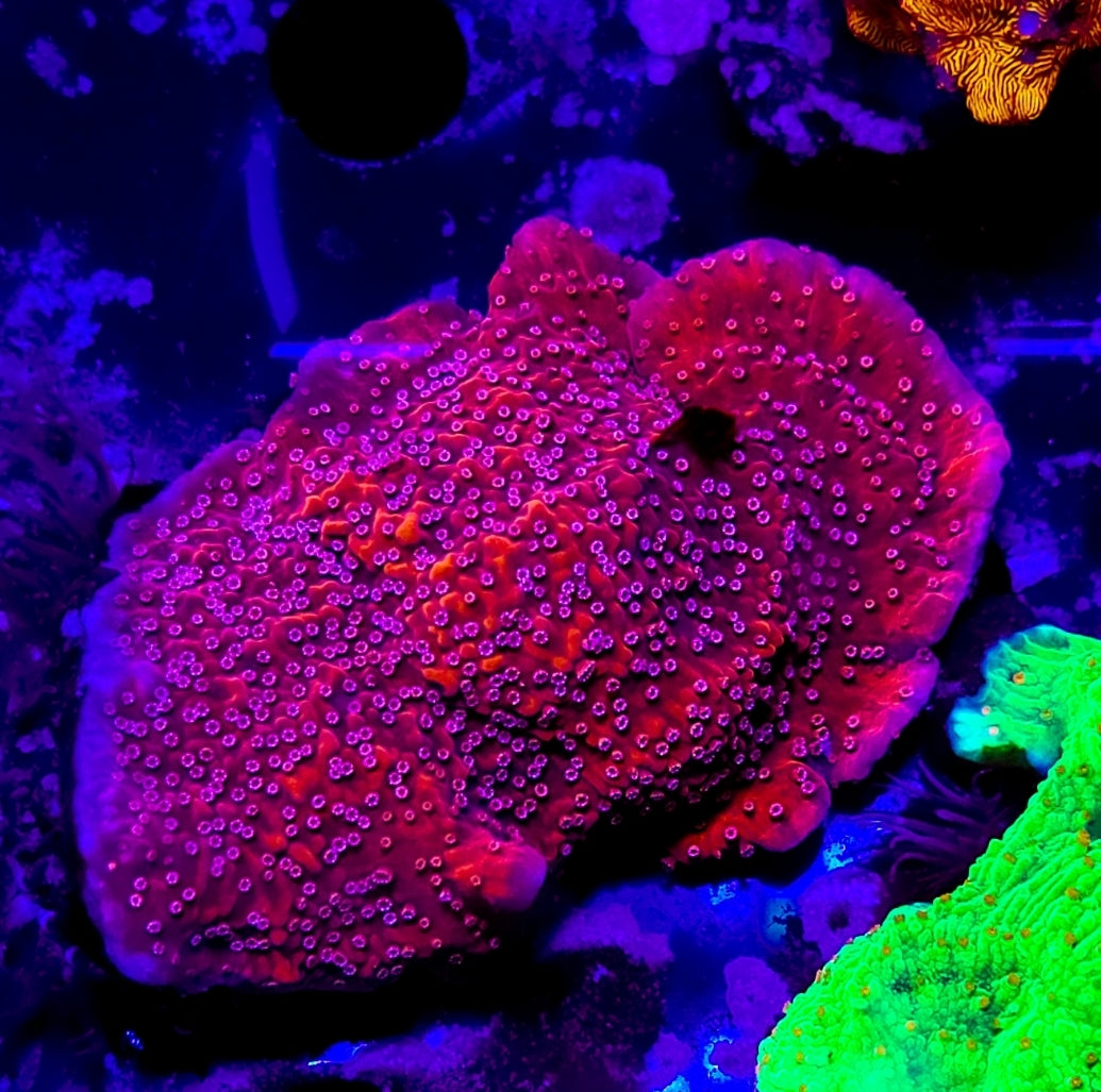 WYSIWYG Red Riptide monti coral