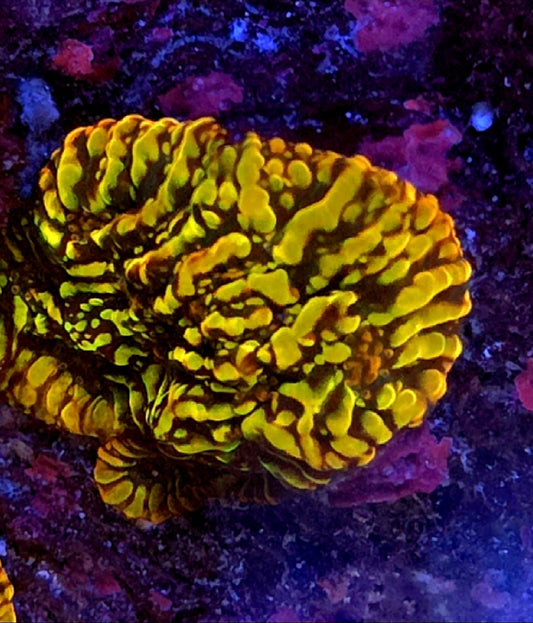 WYSIWYG Yellow Convict Chalice Coral Frag