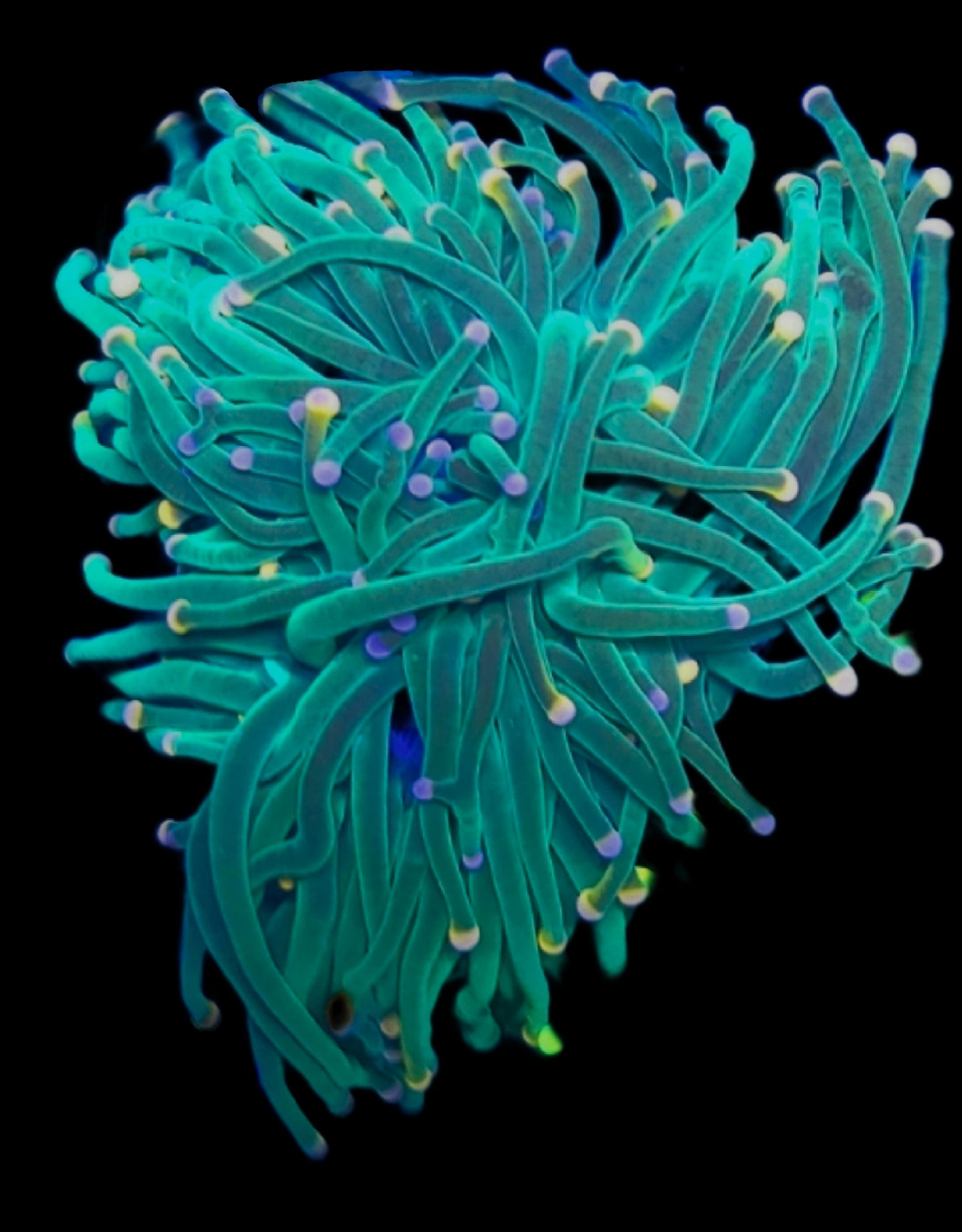 WYSIWYG Bubblegum Torch coral 3 heads - Shipwreck Cove Corals