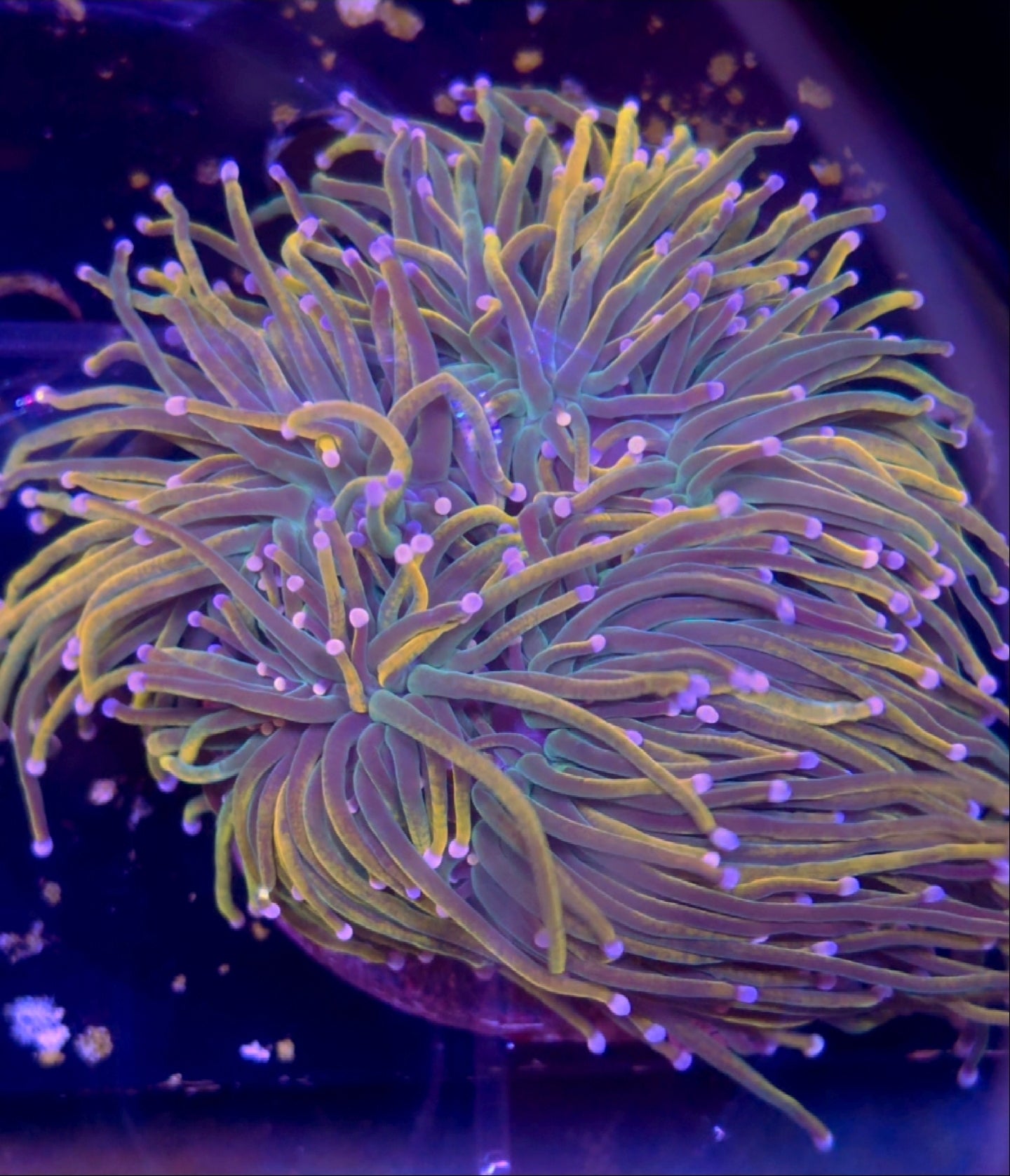 Rapunzel Holy Grail Torch Coral 1 head - Shipwreck Cove Corals