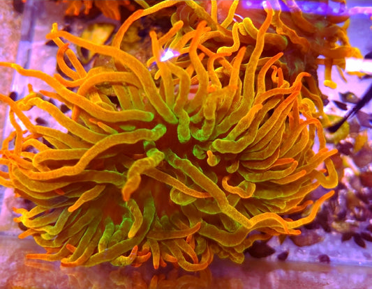 WYSIWYG Rainbow Bubble Tip Anemone(RBTA) - Shipwreck Cove Corals