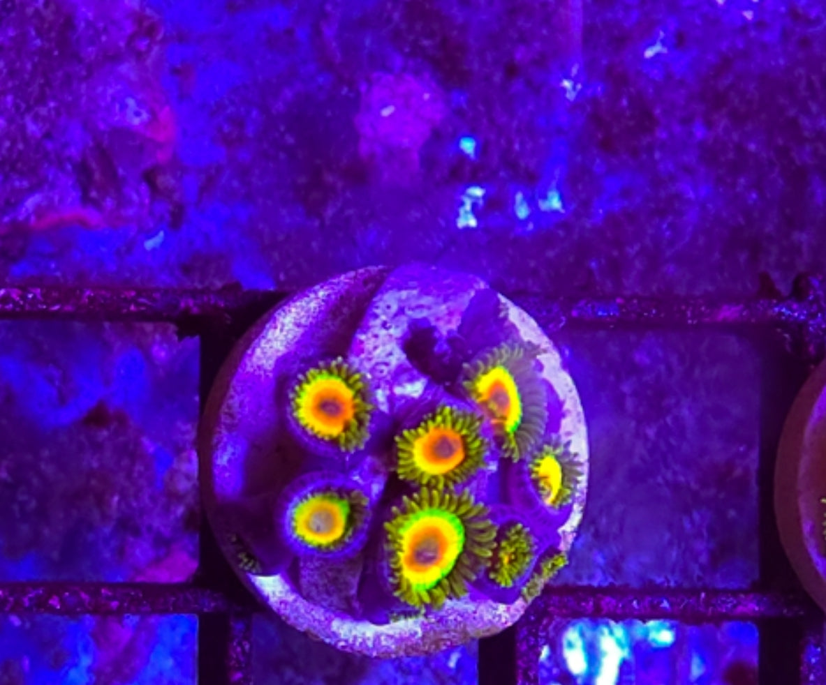 WYSIWYG Rasta Zoa coral