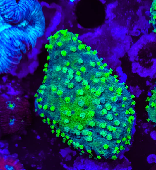 WYSIWYG Green Goblin lepto coral frag