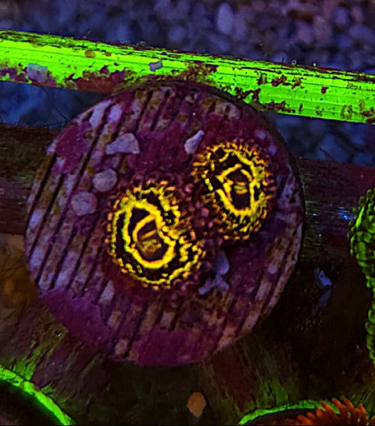 WYSIWYG Stratosphere Zoa Frag 2 Heads - Shipwreck Cove Corals