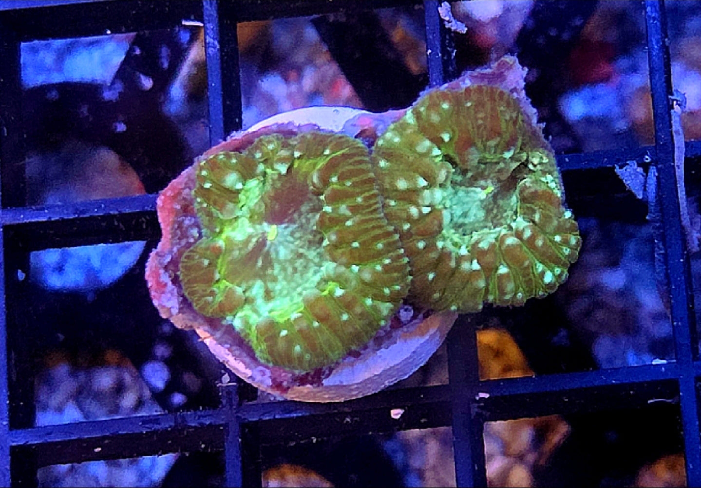 WYSIWYG Green Galaxy Blasto Coral 2 Heads