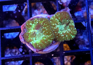 WYSIWYG Green Galaxy Blasto Coral 2 Heads