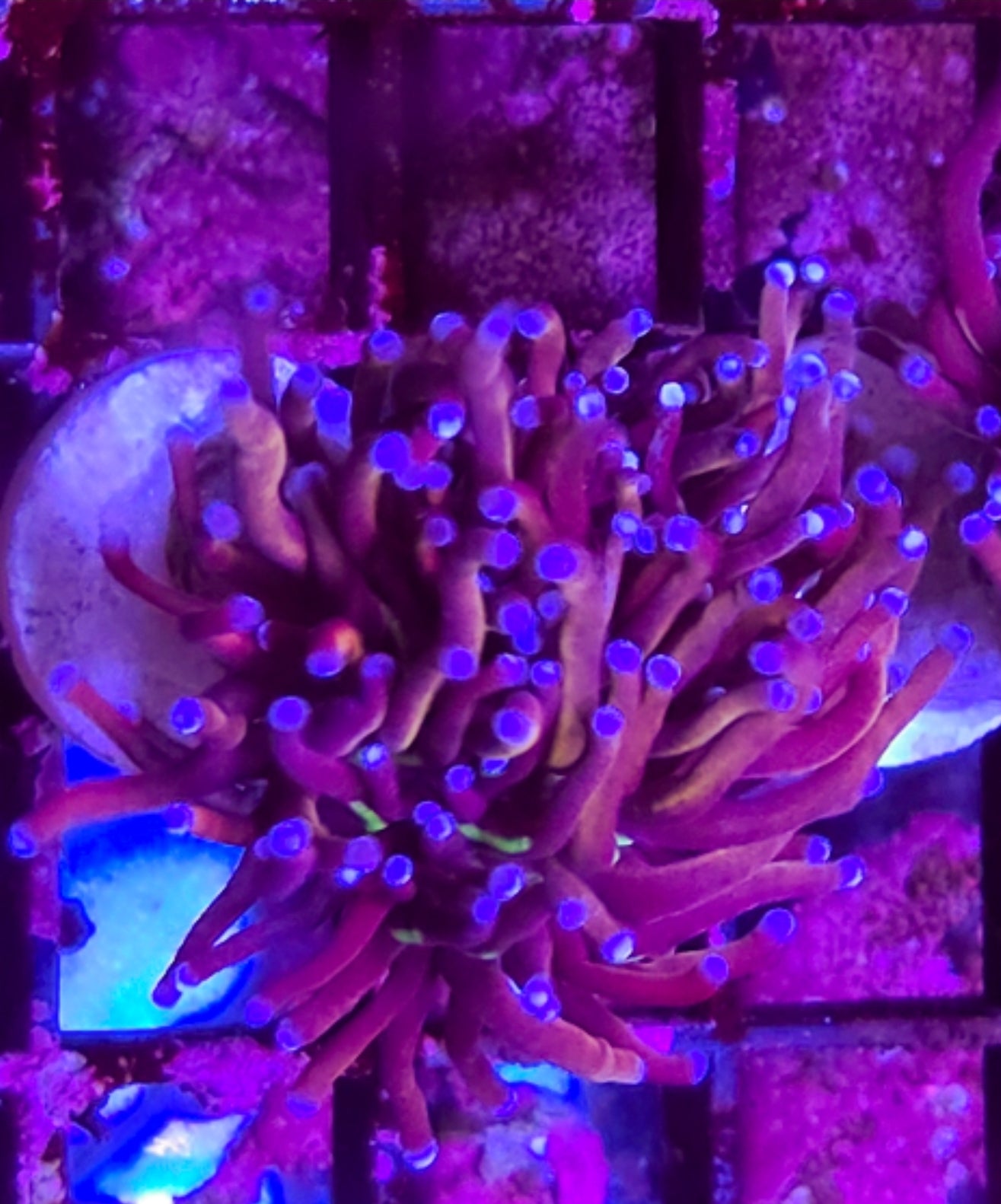 WYSIWYG Red Rum Torch coral #2