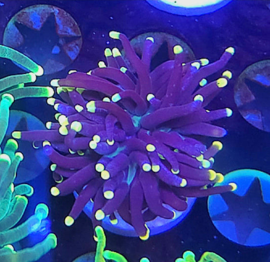 WYSIWYG Purple with Yellow tip Torch coral