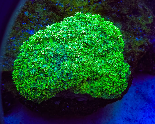 WYSIWYG L/G Sour Apple Goni coral