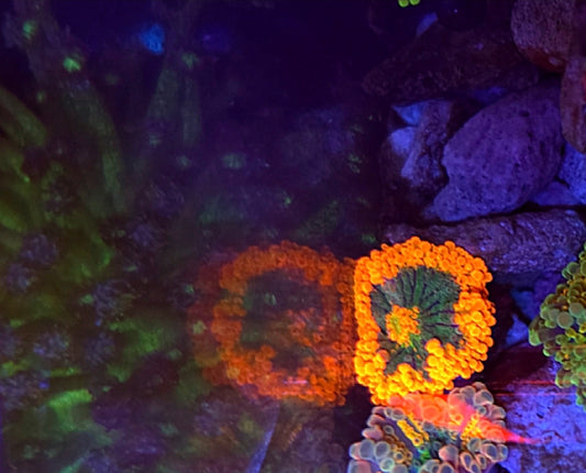 WYSIWYG Orange Rim Green center Ultra Bullseye Yuma Mushroom