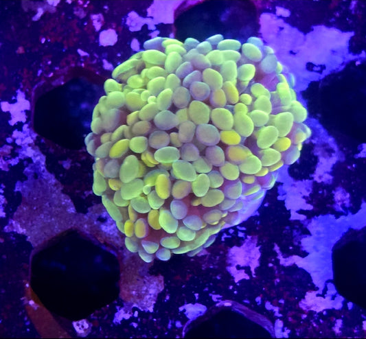 WYSIWYG Rainbow Hammer Coral Frag 3 Heads