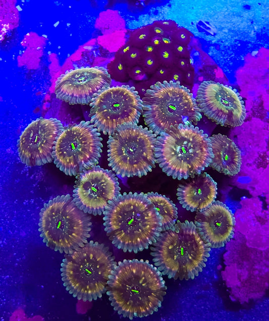 WYSIWYG Kaleidoscope and lemon berry mix L/G colony