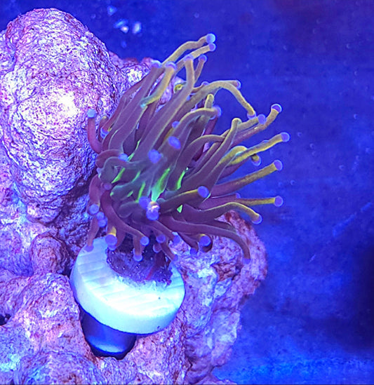 WYSIWYG Repunzel Torch