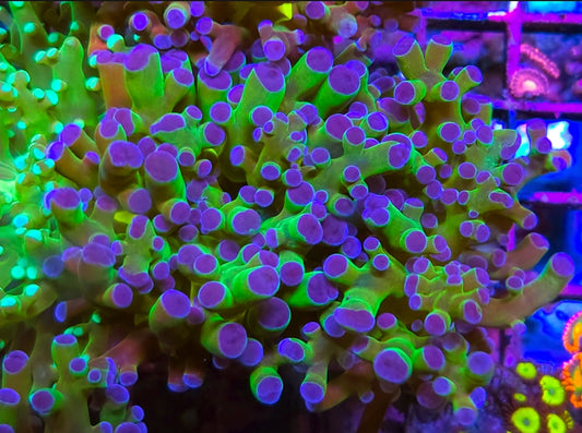 WYSIWYG Frogspawn coral