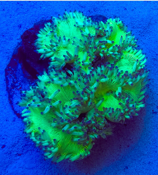 WYSIWYG Ultra Blue Tip Elegance coral