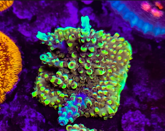 WYSIWYG SCC Pikachu acro coral frag