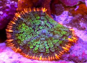 WYSIWYG Frankenstein Bounce Mushroom coral