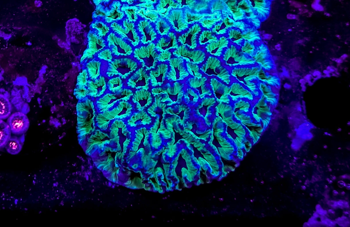WYSIWYG Medium Maze Brain coral