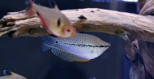 Gourami pearl