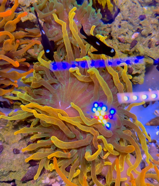 WYSIWYG Chicago Anemone - Shipwreck Cove Corals