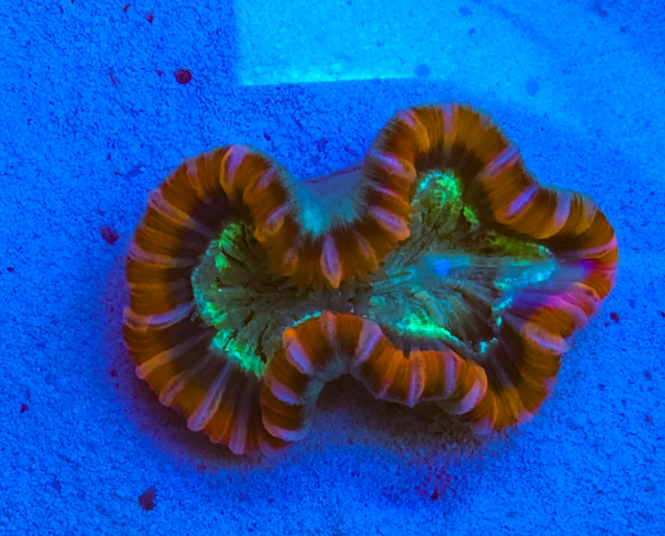 WYSIWYG  Open Brain/Trachy coral