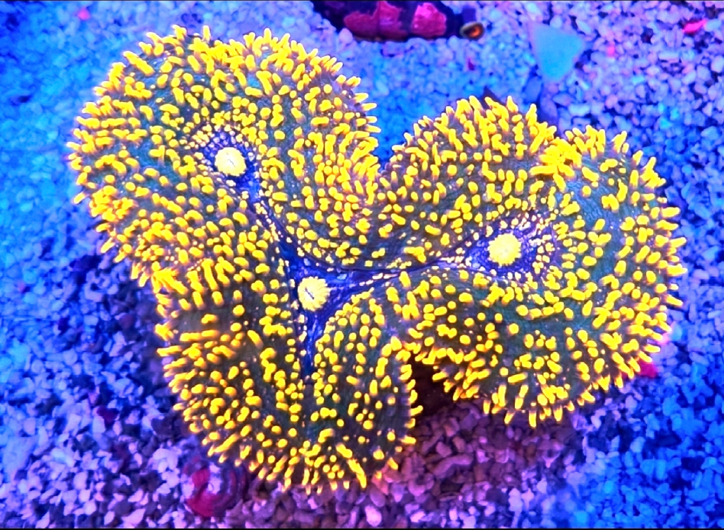 WYSIWYG Orange and Blue Lobo Coral