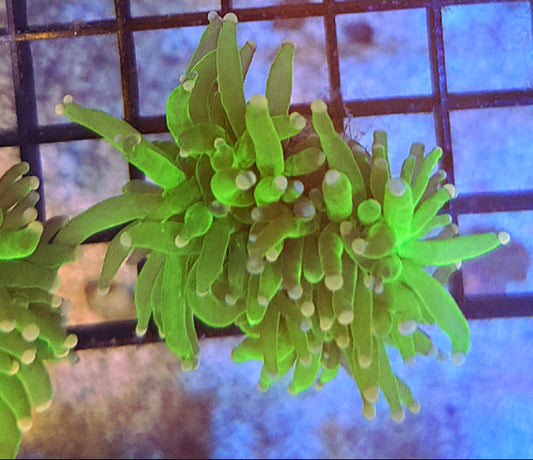 WYSIWYG Cotton Candy Torch coral - Shipwreck Cove Corals
