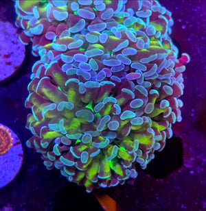 WYSIWYG Bi-Color Hammer Coral Frag 2 Heads