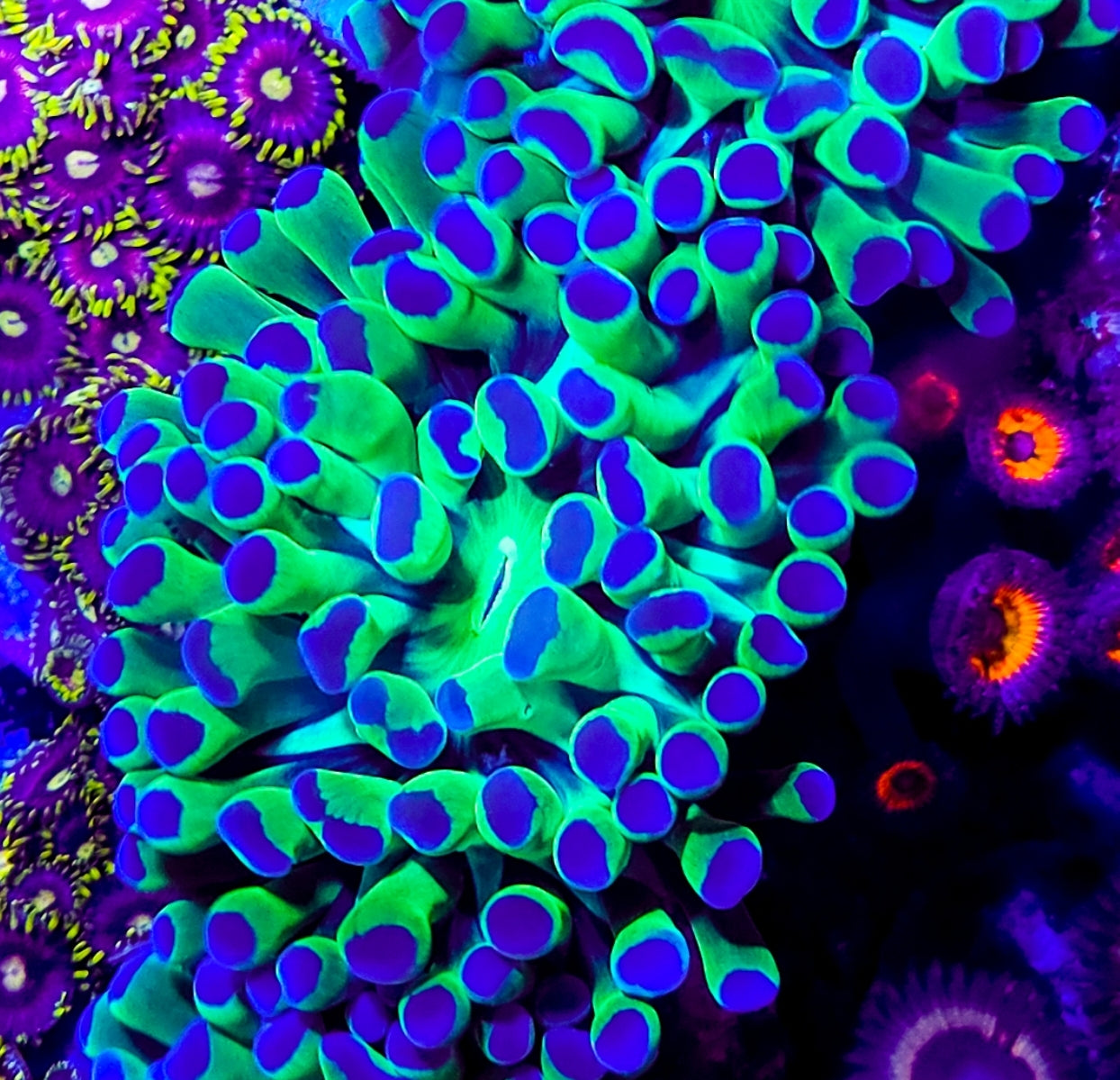 WYSIWYG Bicolor Hammer coral