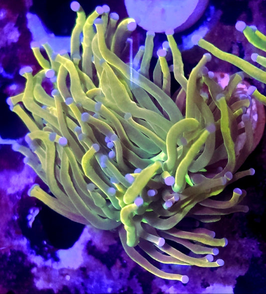 WYSIWYG Rapunzel HG Torch Coral - Shipwreck Cove Corals