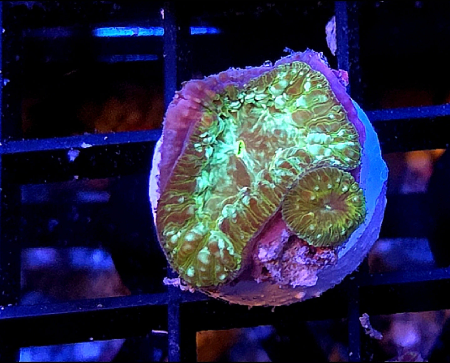 WYSIWYG Green Galaxy Blasto Coral 2 Heads