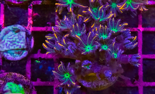 WYSIWYG Firework Clove Polyps coral frag