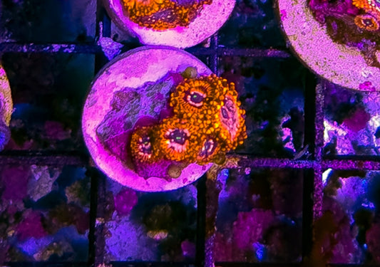 WYSIWYG Utter chaos zoa frag