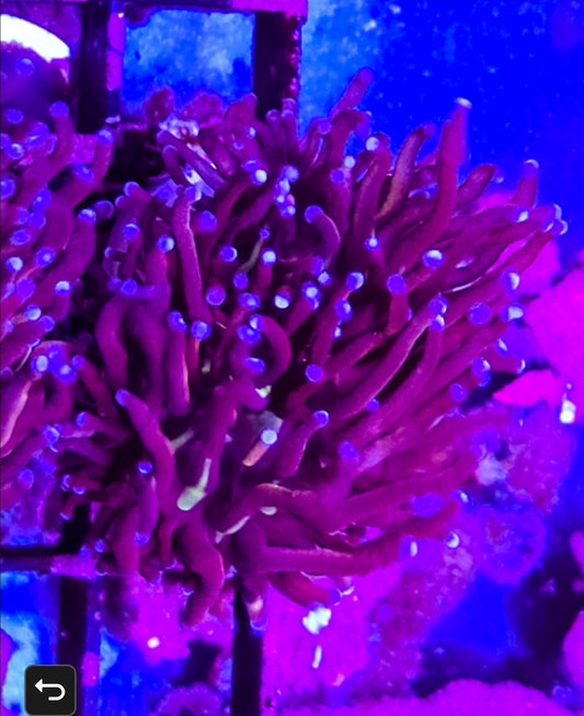 WYSIWYG 2 Heads Red Rum Torch coral