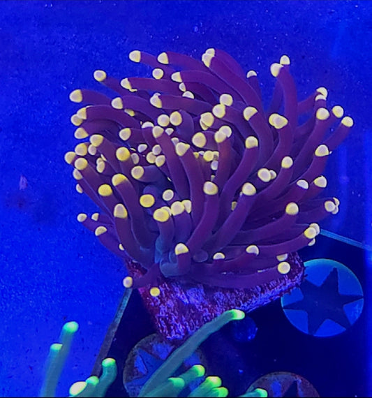 WYSIWYG Purple with Yellow tip Torch coral #2