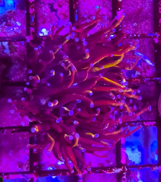 WYSIWYG SCC Red Rum Torch coral