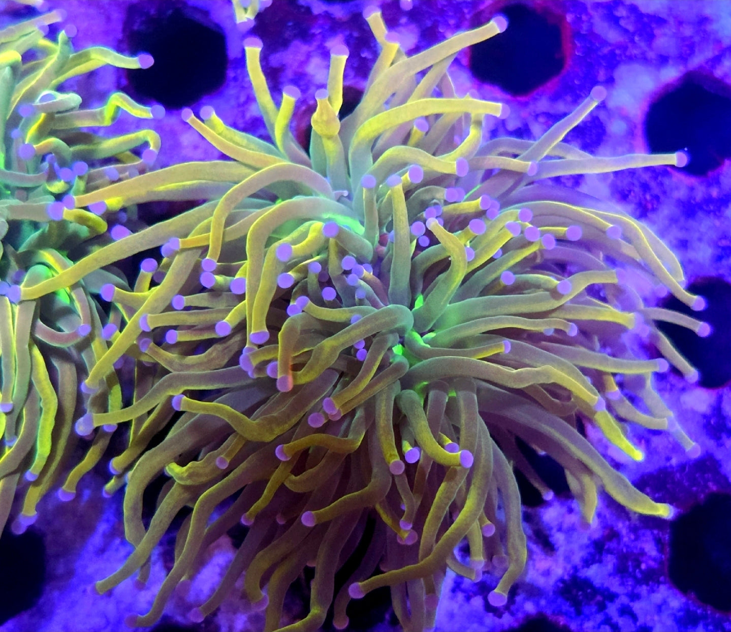 WYSIWYG Rapunzel HG Torch Coral 2 Heads