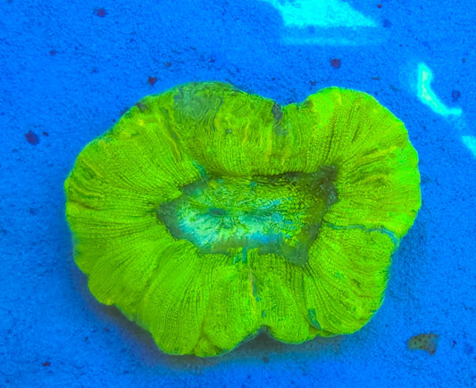 WYSIWYG Sour Apple Brain coral