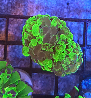 WYSIWYG Splatter Hammer Coral