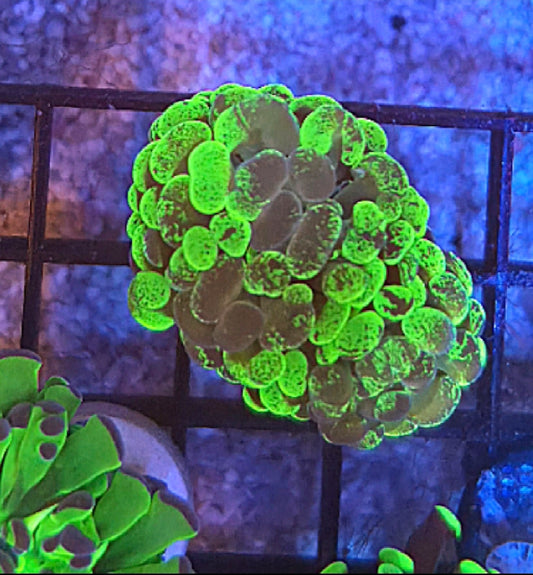 WYSIWYG Splatter Hammer Coral - Shipwreck Cove Corals