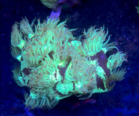 WYSIWYG Pink Tip Elegance Coral - Shipwreck Cove Corals