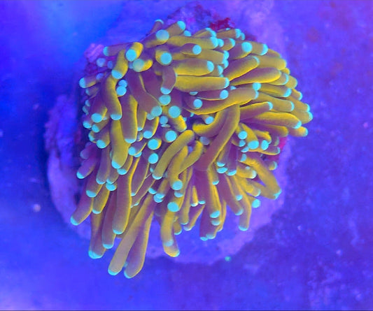 WYSIWYG Banana Torch Coral 2 heads