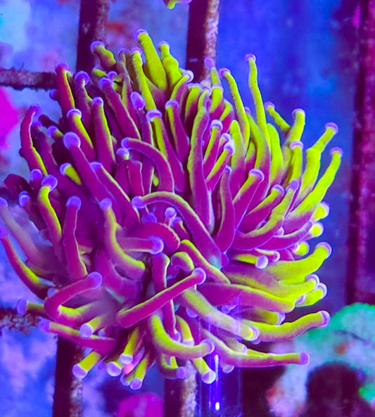 WYSIWYG SCC Ultimate Gold Torch coral