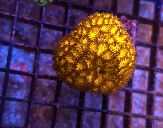 WYSIWYG Golden Leptastrea frag - Shipwreck Cove Corals