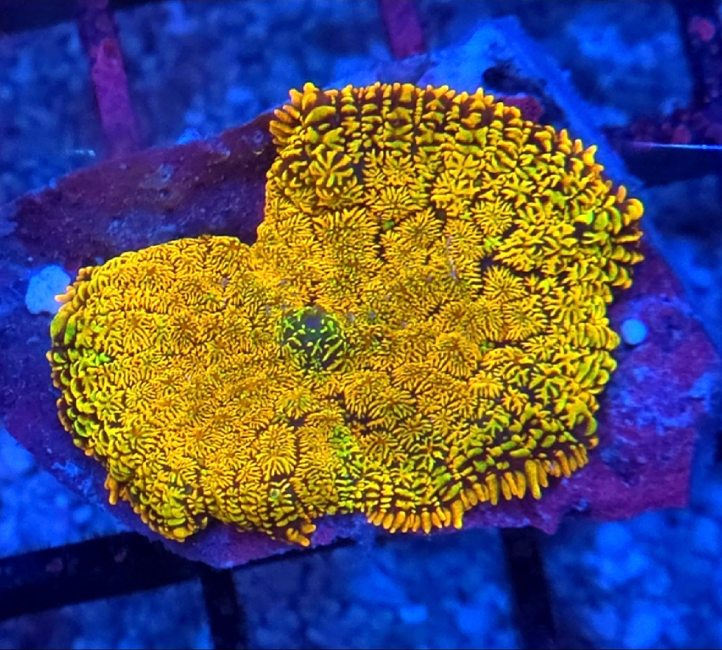 WYSIWYG Sunset Rhodactus Mushroom Coral Frag