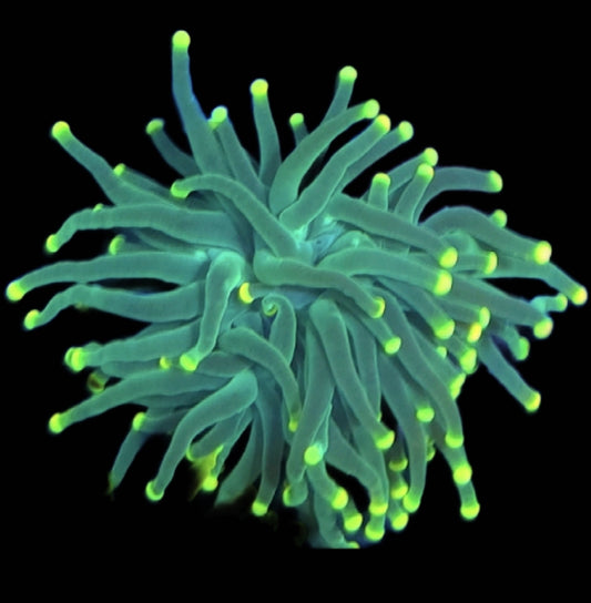 WYSIWYG Lemon Drop Torch Coral