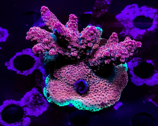 WYSIWYG XL SCC Creamsicle acro coral