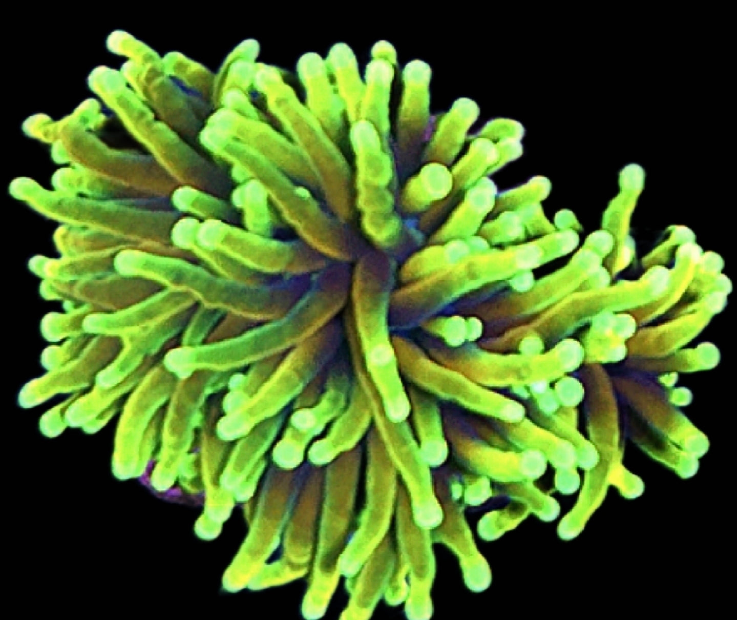 WYSIWYG 2 heads Hellfire Torch Coral - Shipwreck Cove Corals