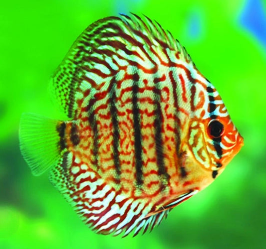 Discus Turquoise 3"